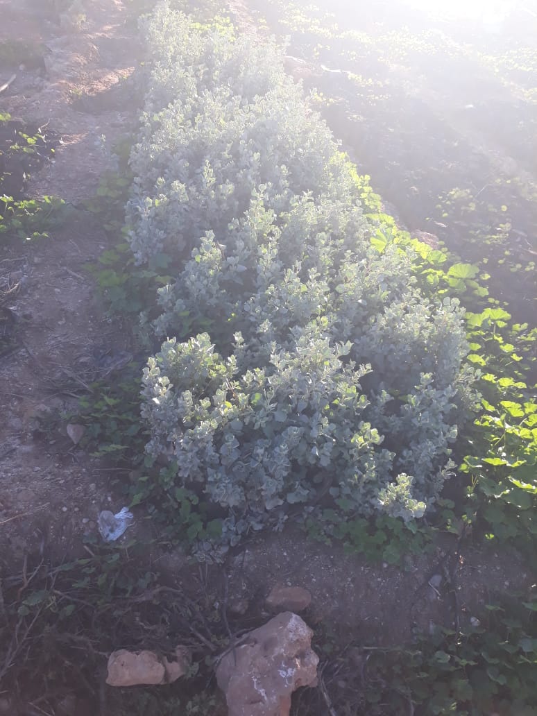 Entretien des plantations